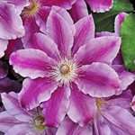 Clematis